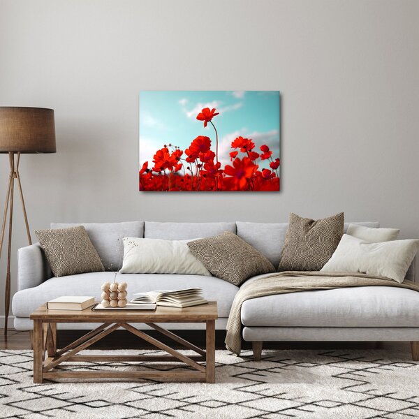 Obraz pole s jasně červenými květy (70x50 cm)