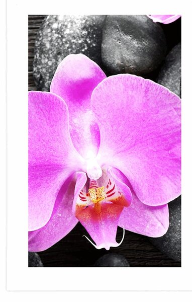 Plakát s paspartou nádherná orchidej a kameny