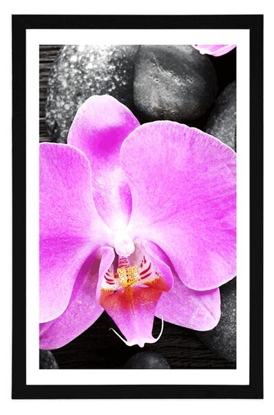 Plakát s paspartou nádherná orchidej a kameny