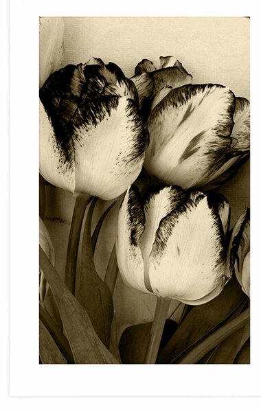 Plakát s paspartou jarní tulipány v sépiovém provedení