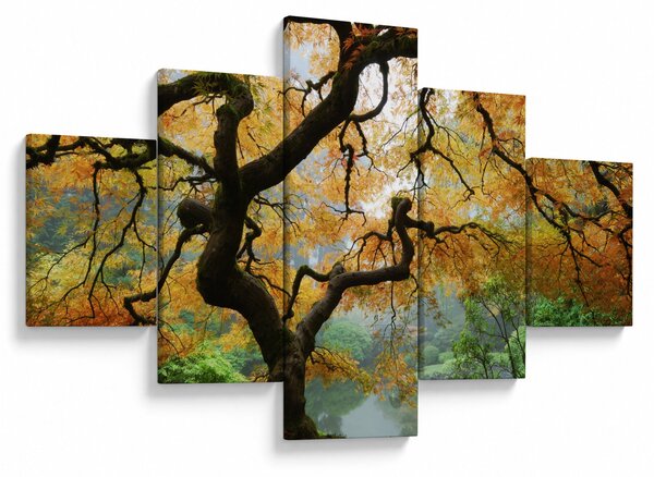 Obraz žlutého japonského javoru, Portland, Oregon (125x70 cm)