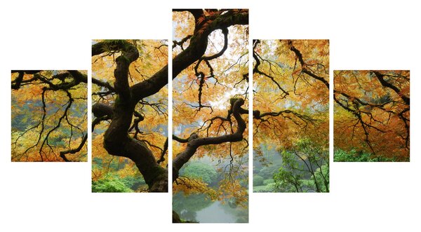 Obraz žlutého japonského javoru, Portland, Oregon (125x70 cm)