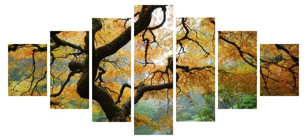 Obraz žlutého japonského javoru, Portland, Oregon (210x100 cm)