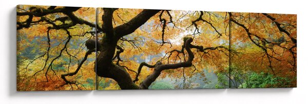 Obraz žlutého japonského javoru, Portland, Oregon (170x50 cm)