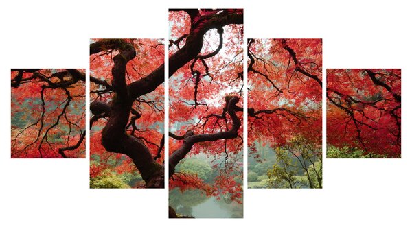 Obraz červeného japonského javoru, Portland, Oregon (125x70 cm)
