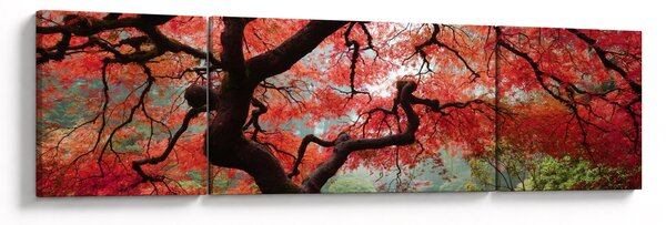 Obraz červeného japonského javoru, Portland, Oregon (170x50 cm)