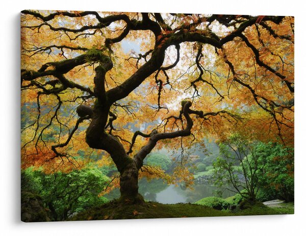 Obraz žlutého japonského javoru, Portland, Oregon (70x50 cm)