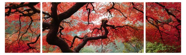 Obraz červeného japonského javoru, Portland, Oregon (170x50 cm)