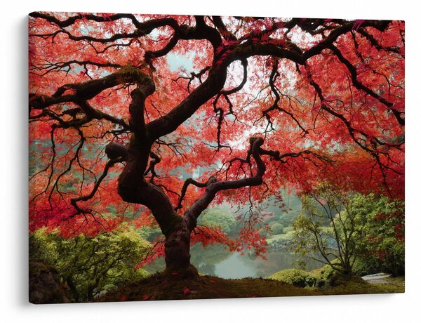 Obraz červeného japonského javoru, Portland, Oregon (70x50 cm)