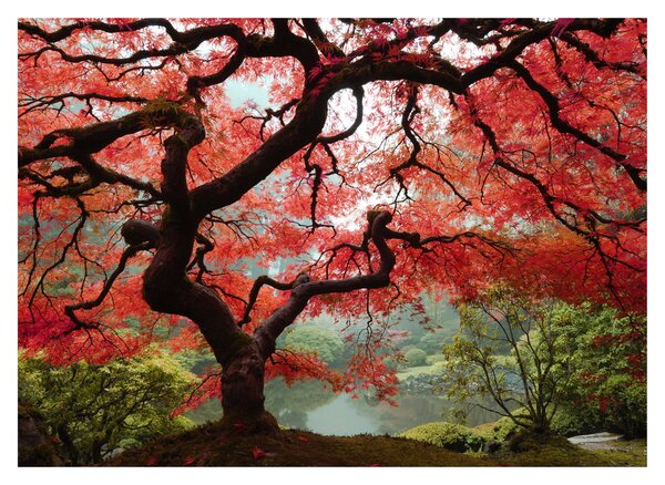 Obraz červeného japonského javoru, Portland, Oregon (70x50 cm)