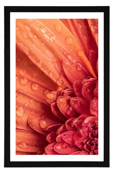 Plakát s paspartou oranžová gerbera s kapkami vody
