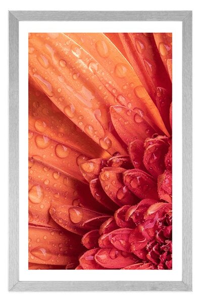 Plakát s paspartou oranžová gerbera s kapkami vody