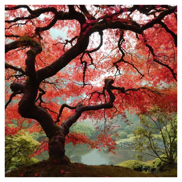Obraz červeného japonského javoru, Portland, Oregon (30x30 cm)