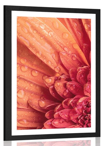 Plakát s paspartou oranžová gerbera s kapkami vody