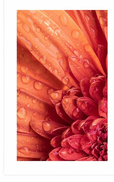 Plakát s paspartou oranžová gerbera s kapkami vody