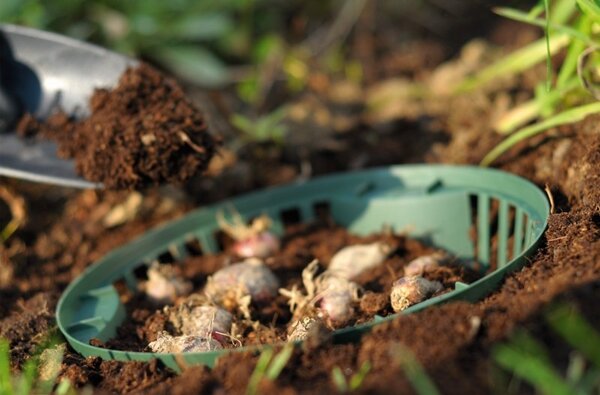 Prosperplast Košík na cibuloviny Onion lesní zelený, varianta 26,5 cm