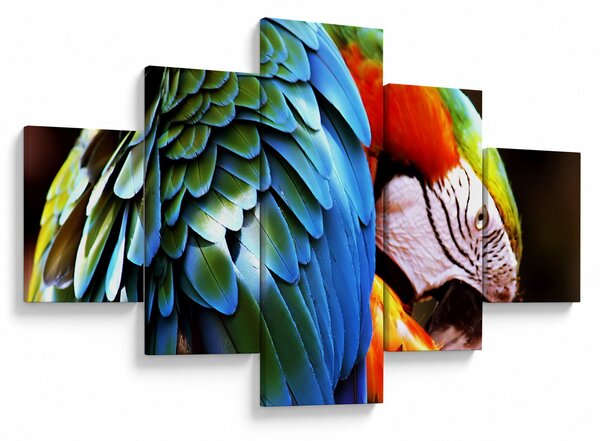 Obraz - Papoušek (125x70 cm)