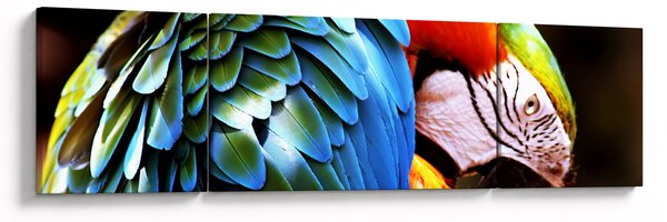 Obraz - Papoušek (170x50 cm)