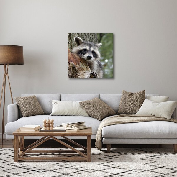 Obraz mývala (30x30 cm)