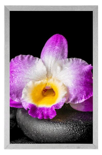 Plakát s paspartou fialová orchidej na Zen kamenech