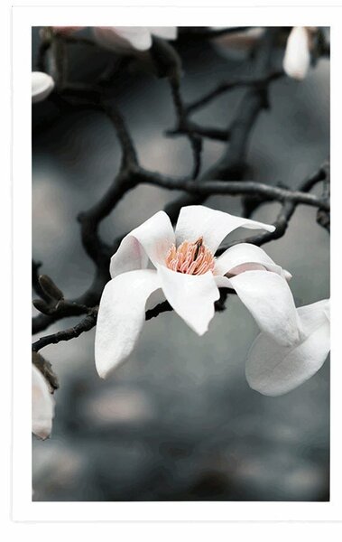 Plakát probouzející se magnolie