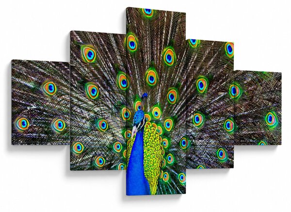 Obraz - Páv (125x70 cm)