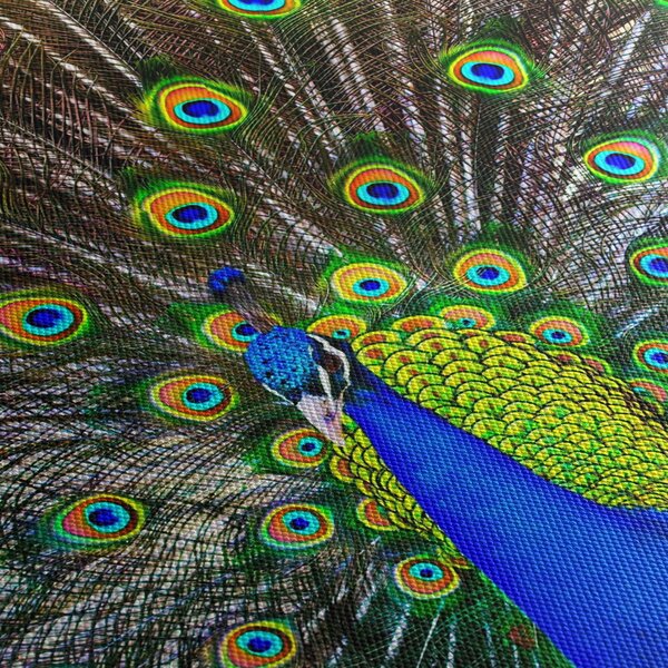 Obraz - Páv (210x100 cm)
