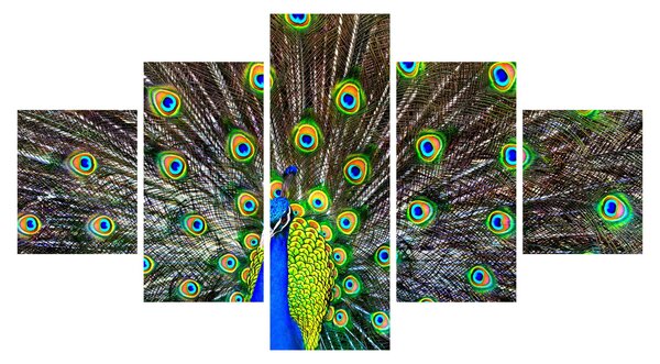 Obraz - Páv (125x70 cm)
