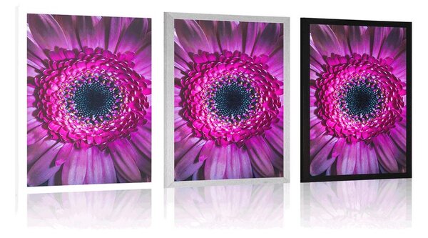 Plakát purpurová gerbera