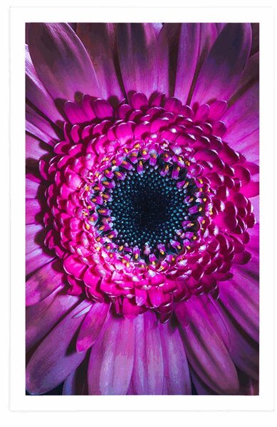 Plakát purpurová gerbera