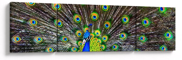 Obraz - Páv (170x50 cm)