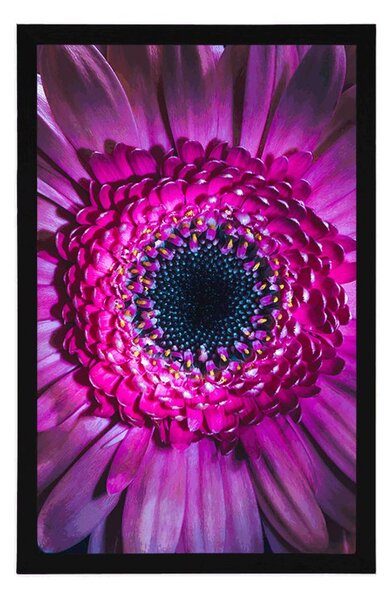 Plakát purpurová gerbera