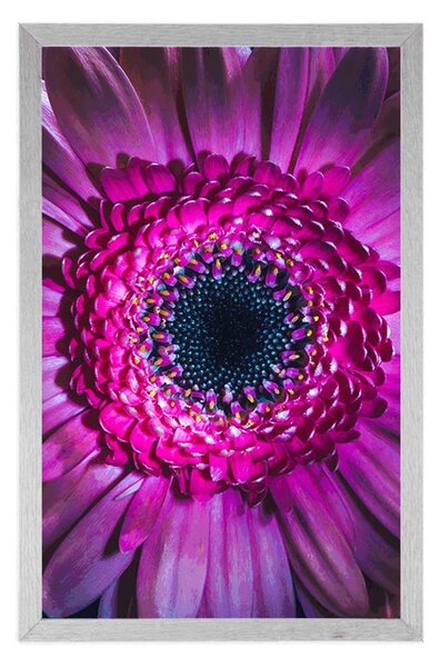 Plakát purpurová gerbera