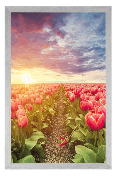 Plakát východ slunce nad loukou s tulipány