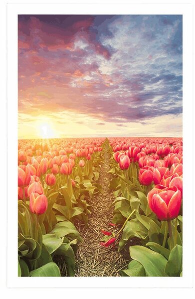 Plakát východ slunce nad loukou s tulipány