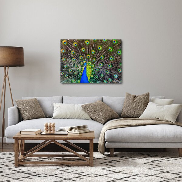 Obraz - Páv (70x50 cm)