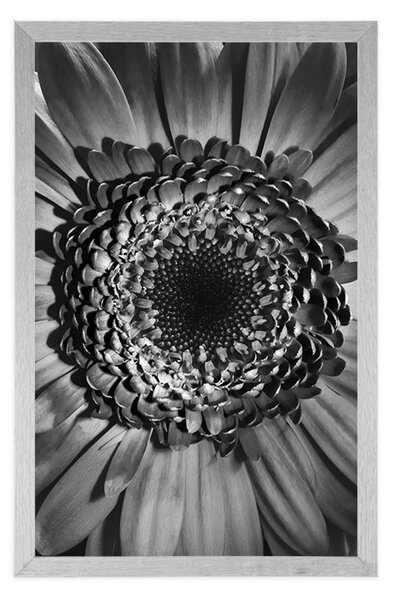 Plakát černobílá gerbera