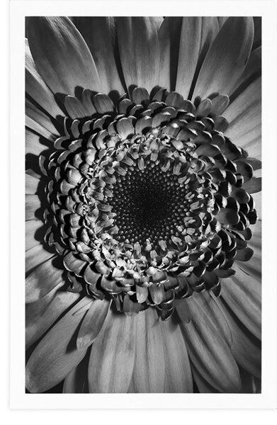 Plakát černobílá gerbera