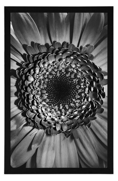 Plakát černobílá gerbera