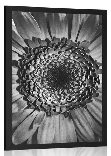 Plakát černobílá gerbera