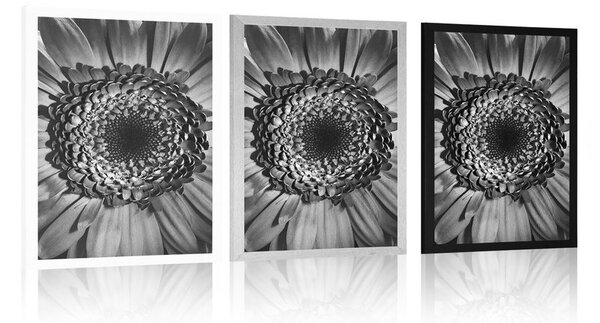 Plakát černobílá gerbera