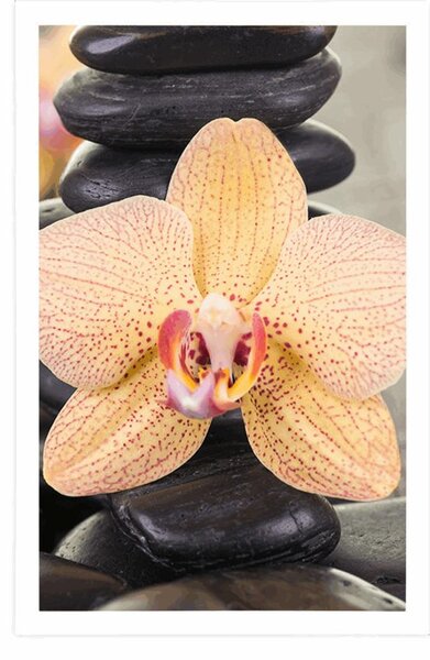 Plakát žlutá orchidej a Zen kameny