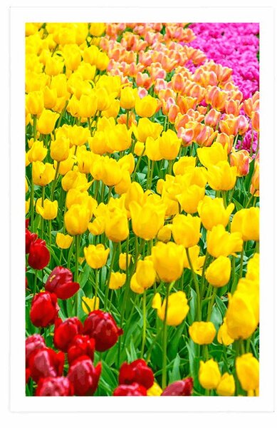 Plakát zahrada plná tulipánů