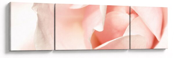 Obraz - Růže (170x50 cm)