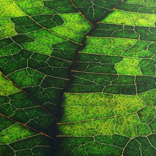 Obraz - Detail listu (125x70 cm)