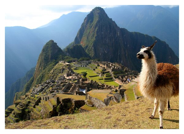 Obraz - Lama a Machu Picchu (70x50 cm)
