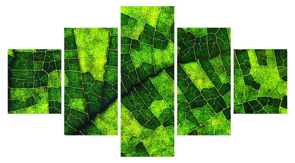 Obraz - Detail listu (125x70 cm)