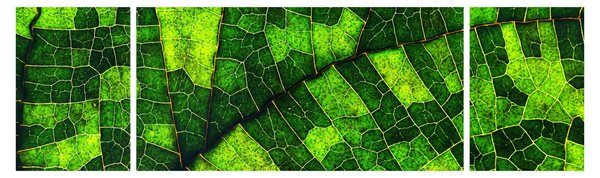 Obraz - Detail listu (170x50 cm)