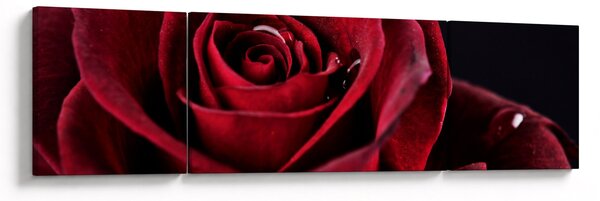 Obraz - Rudá růže (170x50 cm)