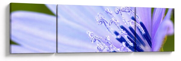 Obraz - květ (170x50 cm)